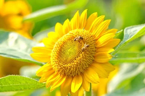 Sunflower Stock Photos