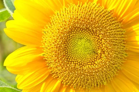 Sunflower Stock Photos