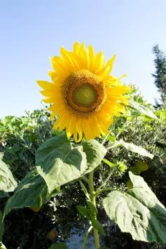 Sunflower Stock Photos