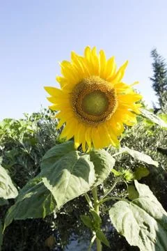 Sunflower Stock Photos