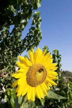 Sunflower Stock Photos
