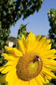 Sunflower Stock Photos