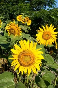 Sunflower Stock Photos