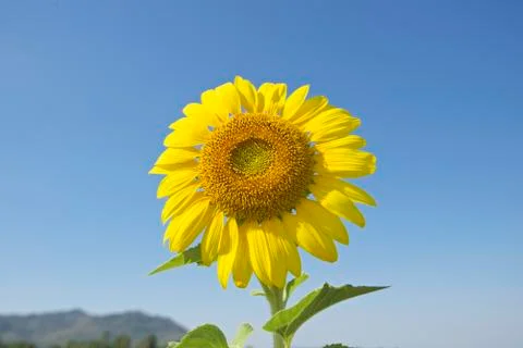 Sunflower Stock Photos