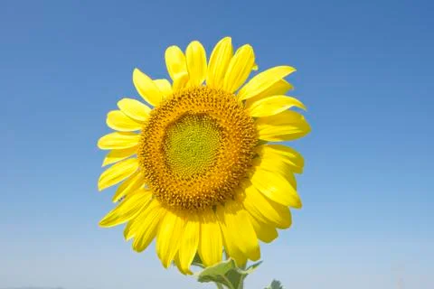 Sunflower Stock Photos