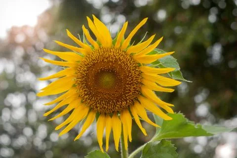 Sunflower Stock Photos