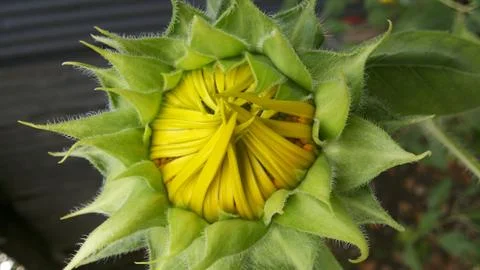 Sunflower 库存照片