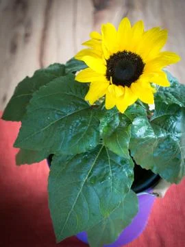 Sunflower Stock Photos