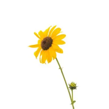Sunflower Stock Photos