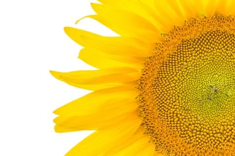 Sunflower Stock Photos