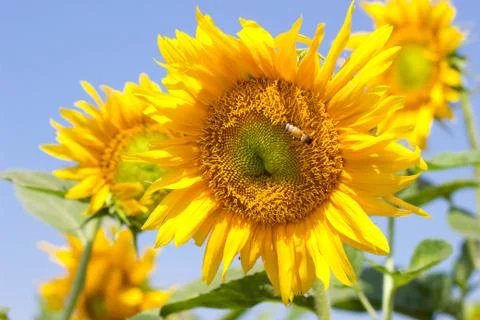 Sunflower Stock Photos