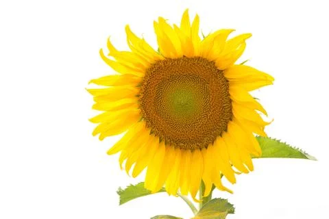 Sunflower Stock Photos