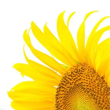 Sunflower Stock Photos