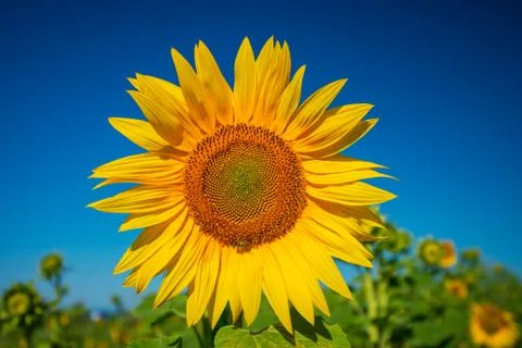 Sunflower Foto stock