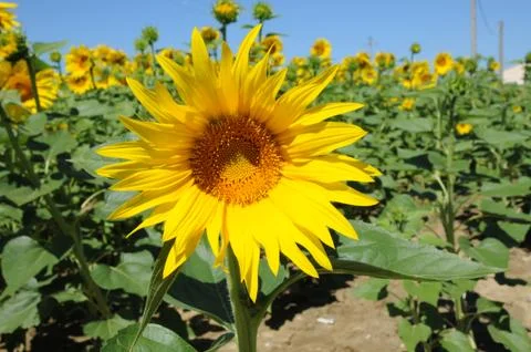 A sunflower Stock Photos