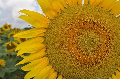 Sunflower Foto stock