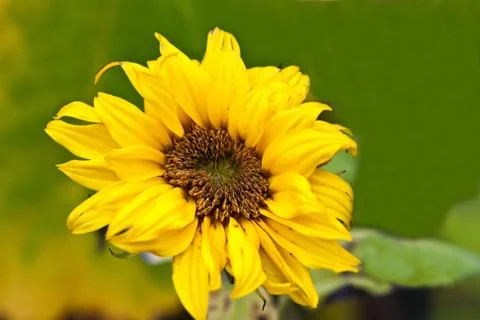 Sunflower. Stock Photos
