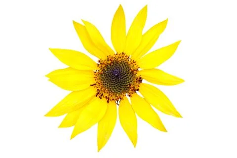 Sunflower Foto stock