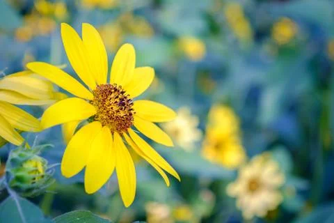 Sunflower Stock Photos