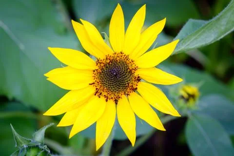 Sunflower Stock Photos