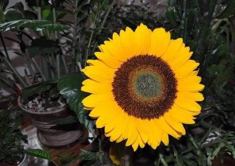 Sunflower Stock-Fotos