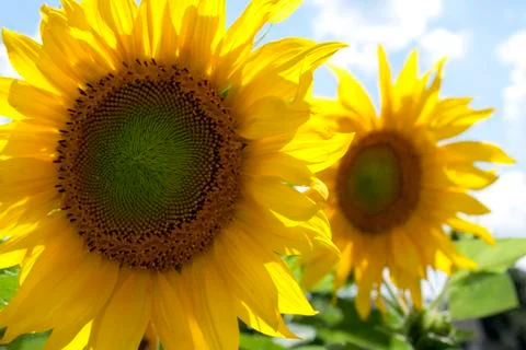 Sunflower Stock Photos