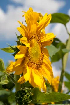 Sunflower Foto stock