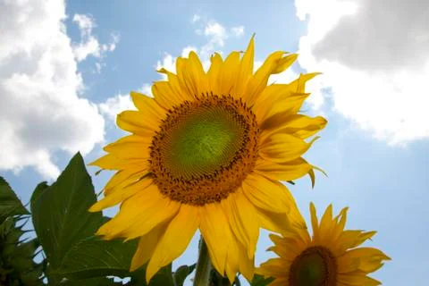 Sunflower Stock Photos