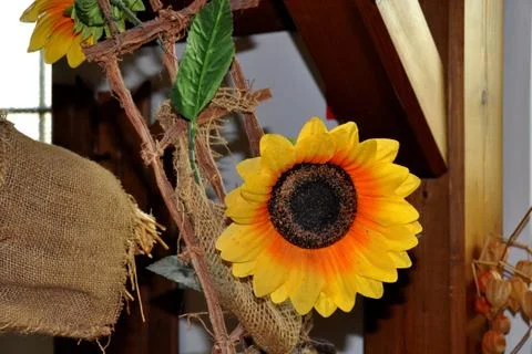 Sunflower Stock Photos