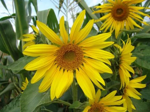 Sunflower Stock Photos