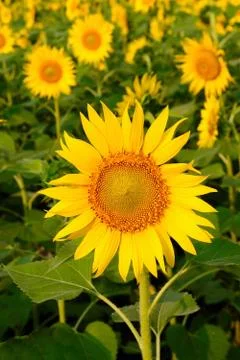 Sunflower Stock Photos