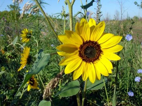 Sunflower Stock Photos