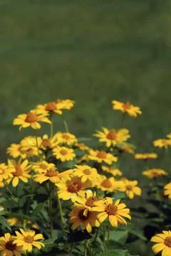 Sunflower Stock Photos