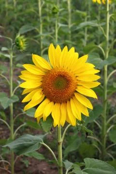 Sunflower Stock Photos