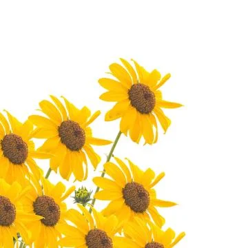 Sunflower Stock Photos