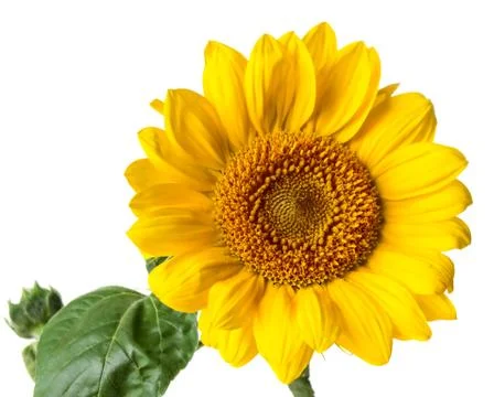 Sunflower Stock Photos