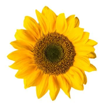Sunflower Stock Photos