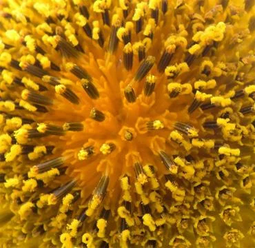 Sunflower Stock Photos