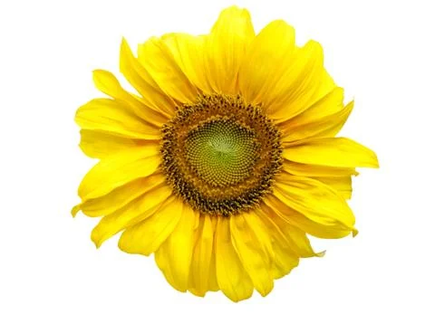 Sunflower Stock Photos