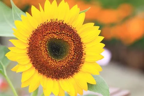 Sunflower Stock Photos