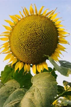 Sunflower Stock Photos