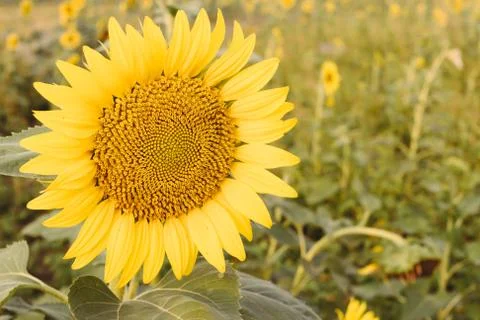 Sunflower Stock Photos