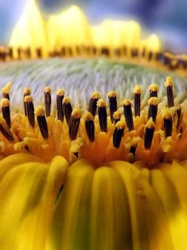 Sunflower. Stock Photos