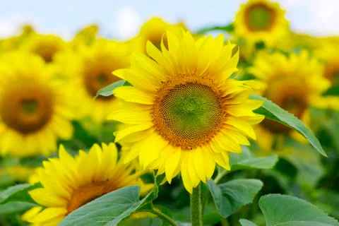 Sunflower Stock Photos