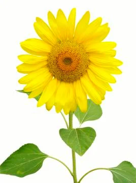 Sunflower Stock Photos