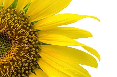 Sunflower Stock Photos