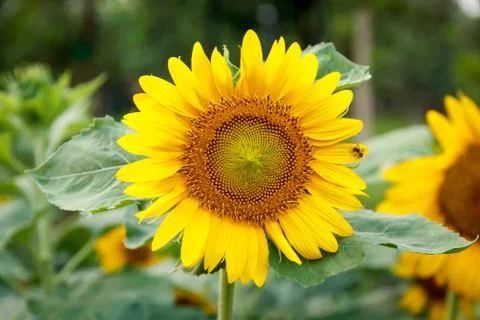Sunflower Stock Photos
