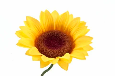 Sunflower Stock Photos