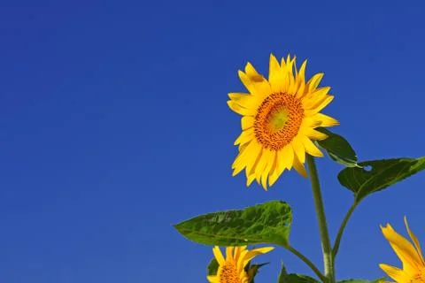 Sunflower Stock Photos