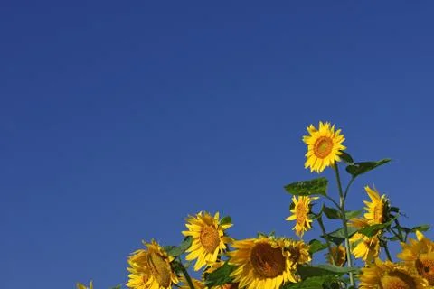 Sunflower Stock Photos
